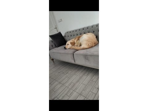 Sahiplendirme golden retriever