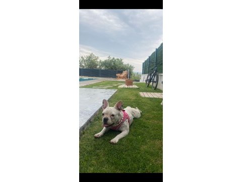 French bulldog köpeği