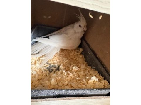 Yavrusu alınmış albino wf hazır takım sultanlar
