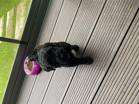 Maltipoo erkek dişi 2 aylık yavrular