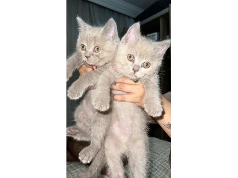 Yavru kardeşler british longhair