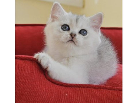 Oyuncu kedimiz ns24 british shorthair 
