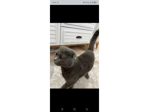 Scottish fold kedimiz