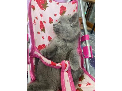 Güzeller güzeli british shorthair yavrularımız