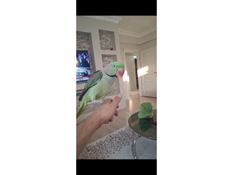 Alexander papağanı 2 yaşında