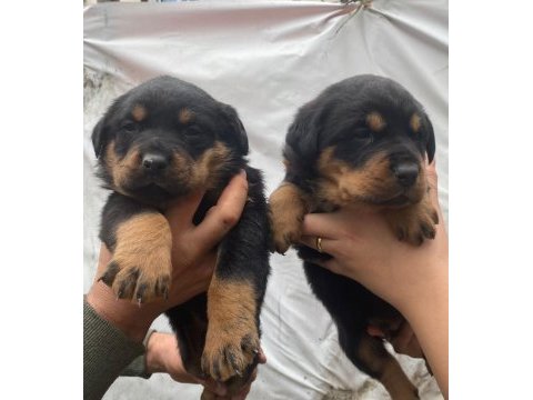 Koca kafa rottweiler bebekler