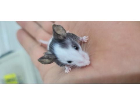 Panda mice fethiyeden tüm şehirlere
