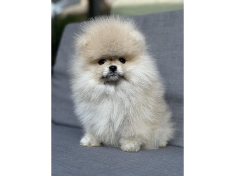 Turuncu pomeranian boo dişi