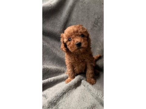 Toy poodle red brown bebekler