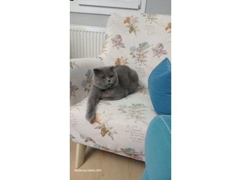 Scottish fold erkek sahiplendirme ilanı