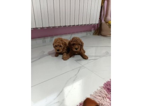 Aşılı pasaportlu mikro çipli toy poodle yavrularımız