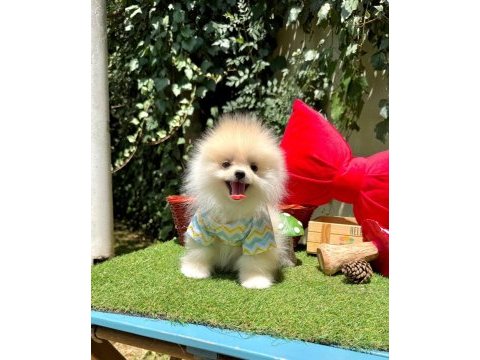 Safkan pomeranian bebekler