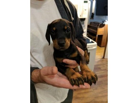 Fci kayıtlı doberman yavrularımız