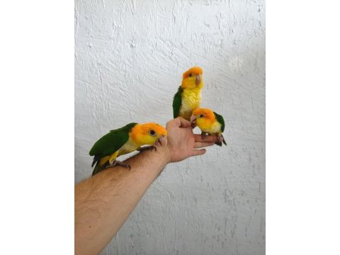 Dünya güzeli caique bebeklerim