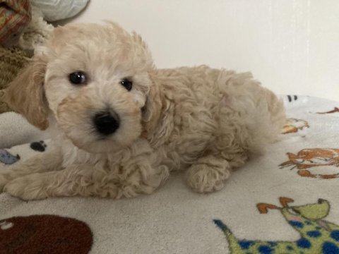 Anne altından poodle yavrular