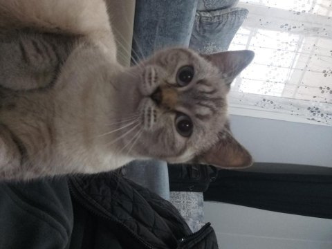 Ücretsiz sahiplendirme scottish fold kedimiz