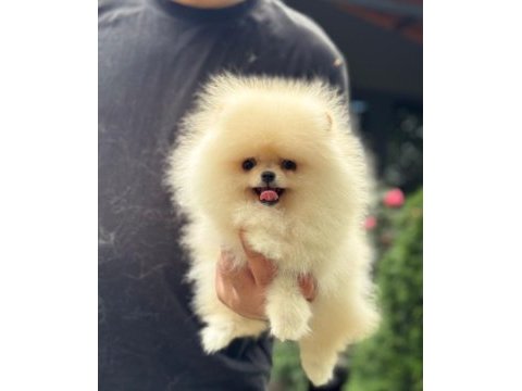 Pomeranian boo 