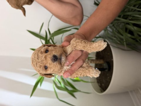 Toy poodle bebekler