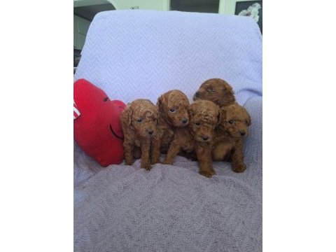 Birbirinden güzel toy poodle bebeklerimiz