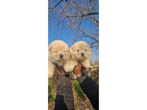 Siyah ve krem çin aslanı yavrularımız