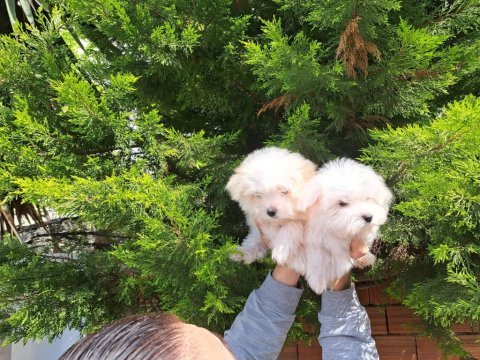 Mükemmel kalitede maltese yavrularımız