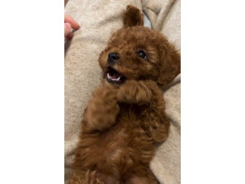 Toy poodle 0 numara kore kan