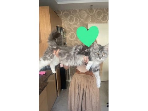Sağlık ve ırk garantili minik maine coon devler
