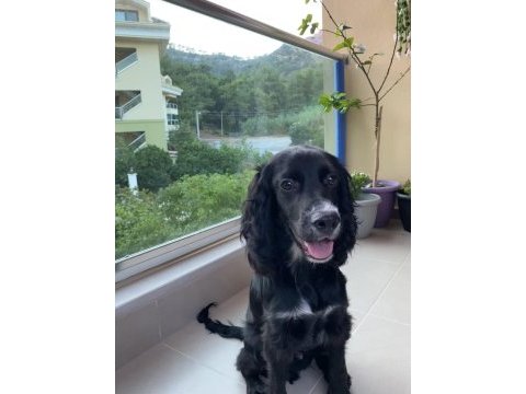 İngiliz cocker ispanyol sahiplendirme