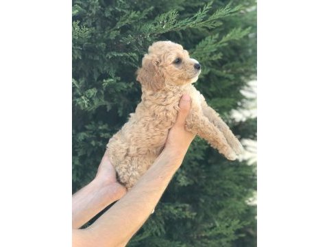 Poodle ayarında harika maltipoo yavruları