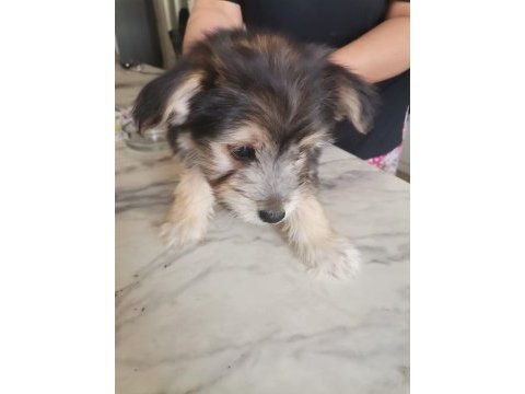 Terrier oyun köpeği