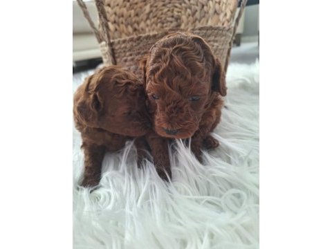 Poodle bebekler