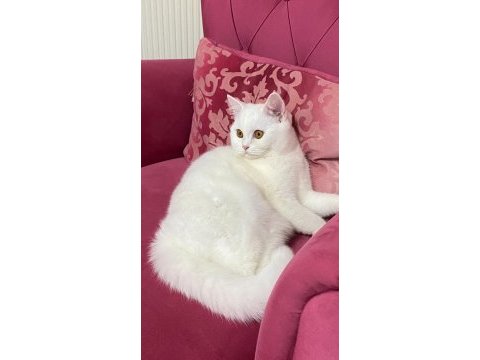 British shorthair pamuk yeni sahibini arıyor