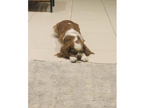 Eş arıyoruz yakışıklı cavalier king charles oğluma