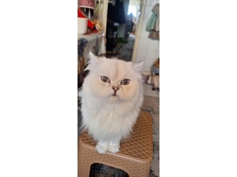 British longhair bebek yavrular