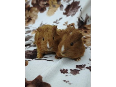 Guinea pigler