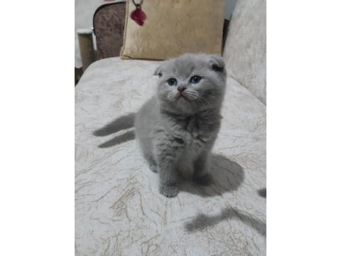 Scottish fold 1 nisan doğumlu