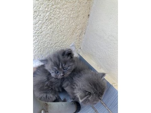 British longhair acil sahiplendirilecektir