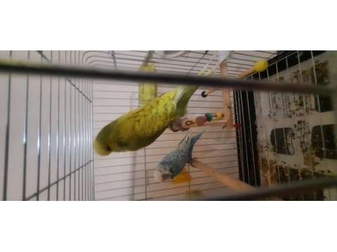 1 adet erkek show 1 adet dişi show kırığı jumbo muhabbet