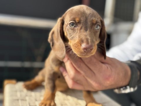 Petmode köpek çiftliğinde ziyarete açık dachshund