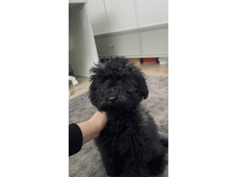 Bandırma 4 aylık siyah dişi poodle