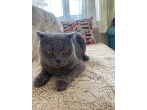 1 kez annelik yapmış scottish fold yavru sahiplendirilecek
