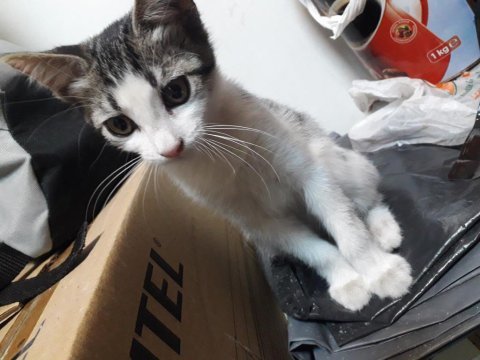 Apartmana bırakılmış kediyi ücretsiz sahiplendirme