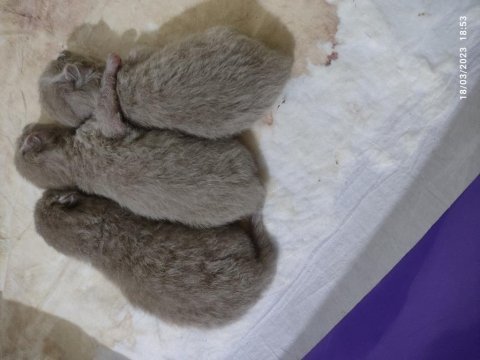 Ön sahiplendirme yavru british shorthair