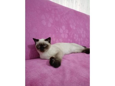 Erkek bakımlı british blue longhair