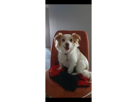 Sevimli terrier kırması kızıma yuva arıyorum