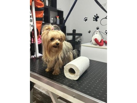 Şecereli akıllı bir kız yorkshire terrier