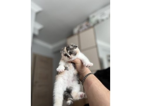Dişi biblo tricolor scottish fold
