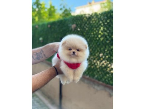 Pomeranian yavrular 2 aylık
