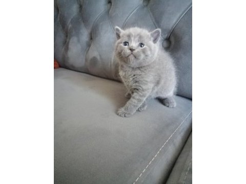 British shorthair erkek yavru