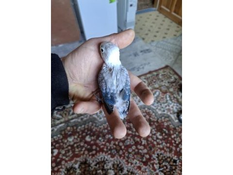 Ele alıştırmalık cennet bebekler